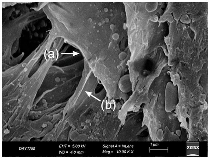 https://cdn.ncbi.nlm.nih.gov/pmc/blobs/191b/12157249/f306d1503e08/polymers-17-01488-g006.jpg