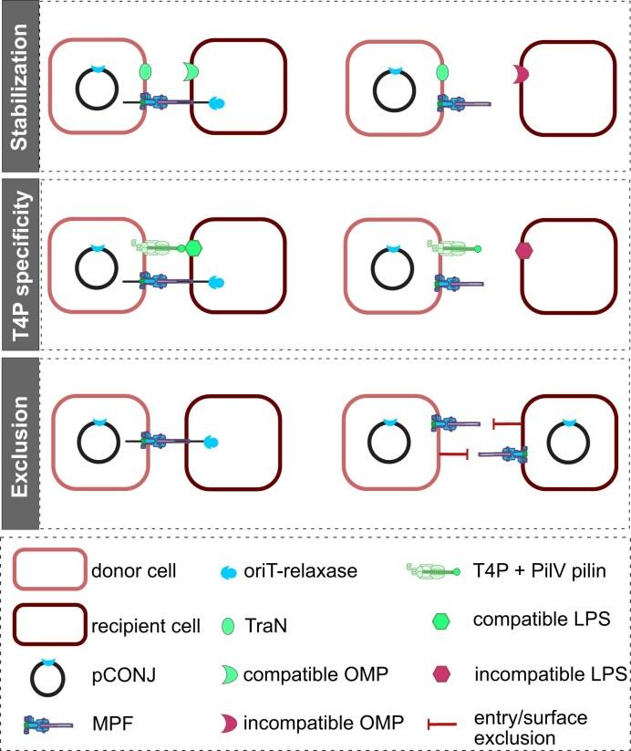 https://cdn.ncbi.nlm.nih.gov/pmc/blobs/191b/12282955/59e94d6959f8/gkaf652fig5.jpg
