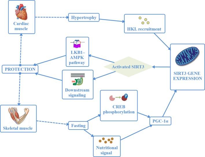 https://cdn.ncbi.nlm.nih.gov/pmc/blobs/191c/5242307/20828141de51/ACEL-16-4-g003.jpg