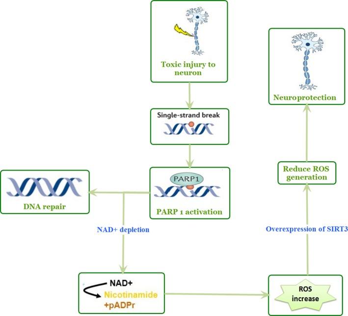 https://cdn.ncbi.nlm.nih.gov/pmc/blobs/191c/5242307/521b24f1f338/ACEL-16-4-g002.jpg