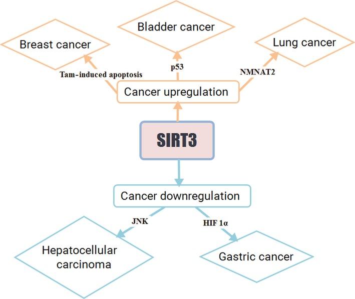 https://cdn.ncbi.nlm.nih.gov/pmc/blobs/191c/5242307/9a50a21f37dc/ACEL-16-4-g005.jpg