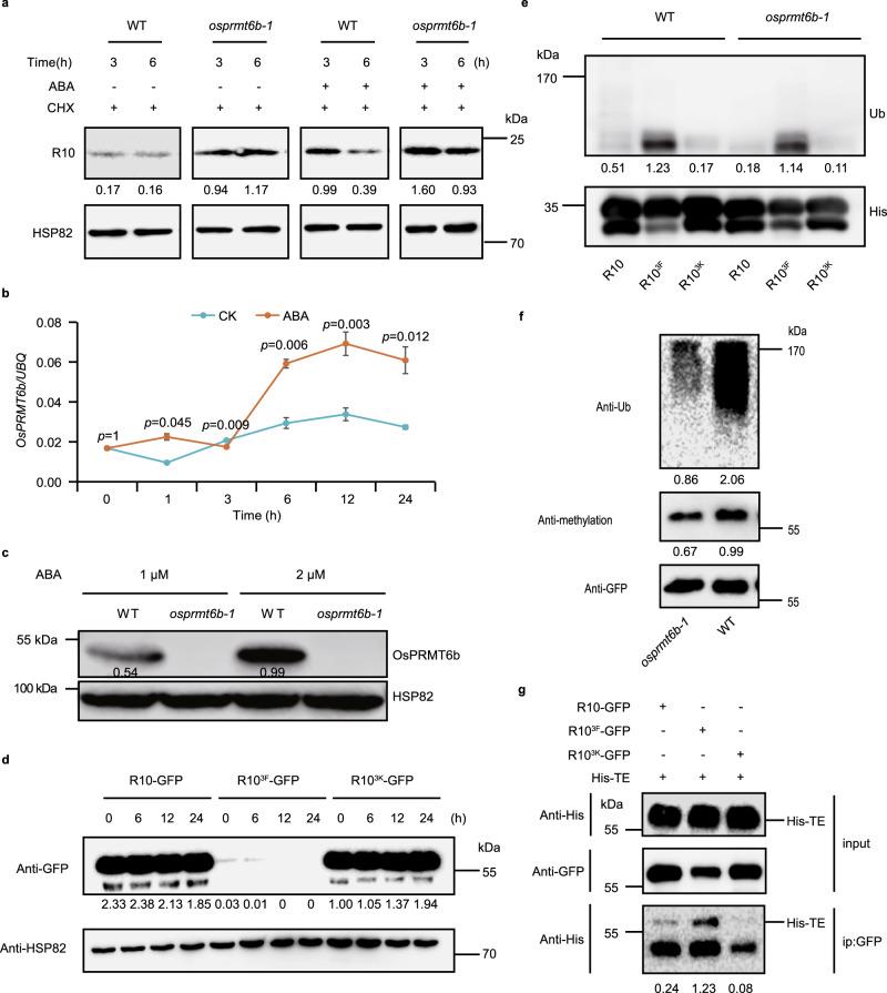 https://cdn.ncbi.nlm.nih.gov/pmc/blobs/191d/12137878/dfb90112c262/41467_2025_60350_Fig7_HTML.jpg