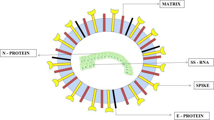 https://cdn.ncbi.nlm.nih.gov/pmc/blobs/1920/8630992/44ce774ad306/11356_2021_17824_Fig3_HTML.jpg
