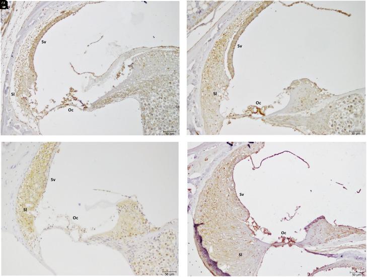 https://cdn.ncbi.nlm.nih.gov/pmc/blobs/1928/12001520/82943cb6b065/jiao-21-2-241526_f003.jpg