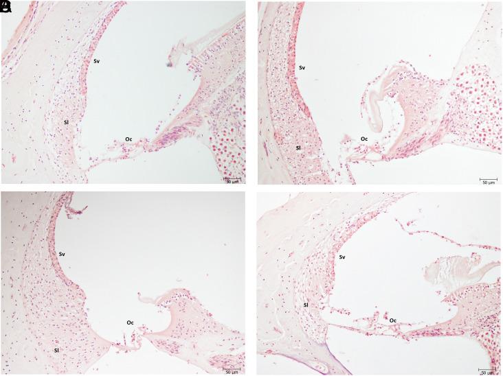 https://cdn.ncbi.nlm.nih.gov/pmc/blobs/1928/12001520/9b18a6476da6/jiao-21-2-241526_f002.jpg