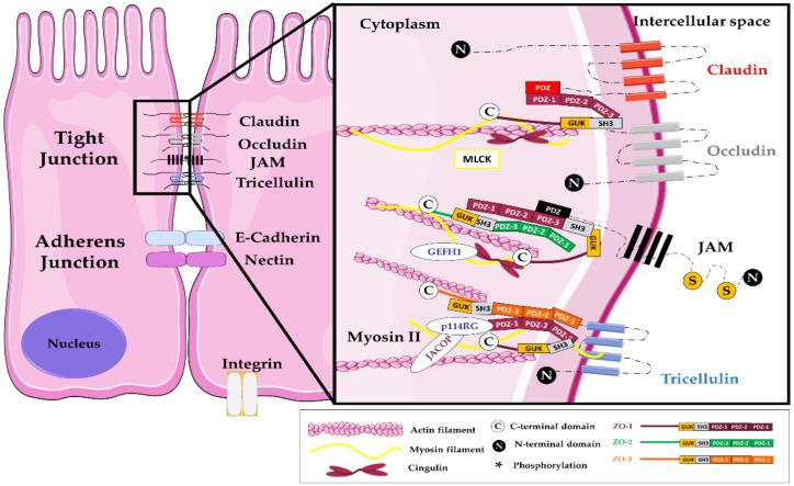 https://cdn.ncbi.nlm.nih.gov/pmc/blobs/1929/7958858/2f22fc63c0fe/ijms-22-02506-g001.jpg