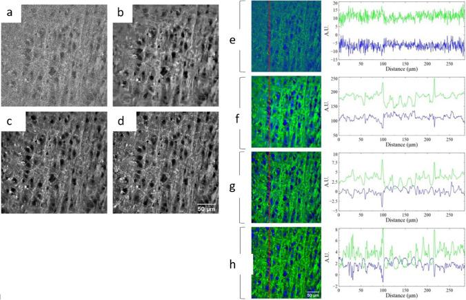 https://cdn.ncbi.nlm.nih.gov/pmc/blobs/1929/9043085/9f71b1d60717/12551_2022_949_Fig8_HTML.jpg