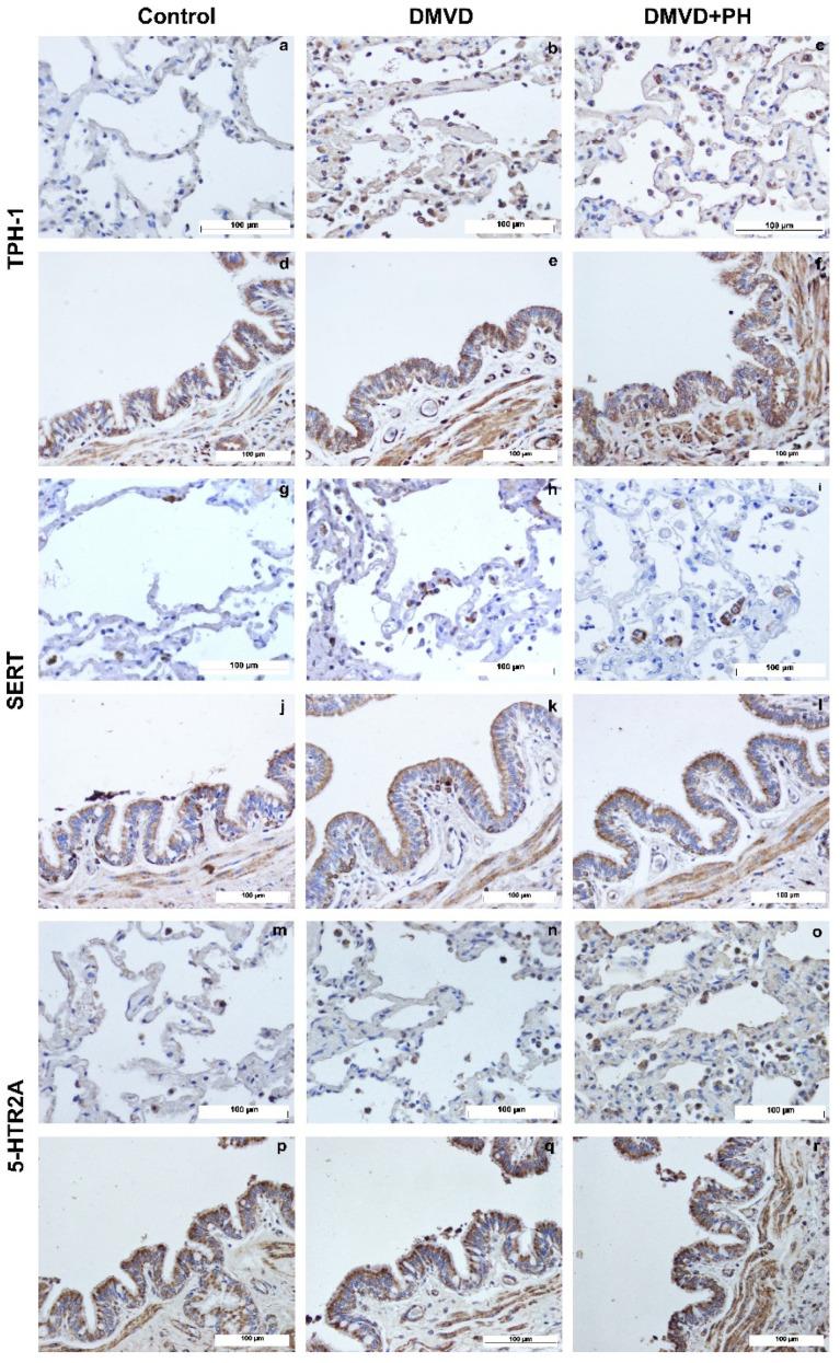https://cdn.ncbi.nlm.nih.gov/pmc/blobs/192a/9612059/bec84e8f714a/vetsci-09-00530-g002.jpg