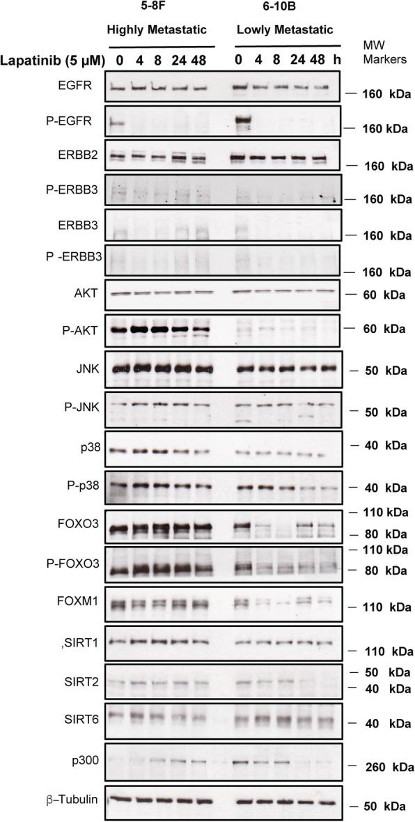https://cdn.ncbi.nlm.nih.gov/pmc/blobs/192e/6854897/189295cb23b0/12885_2019_6308_Fig2_HTML.jpg