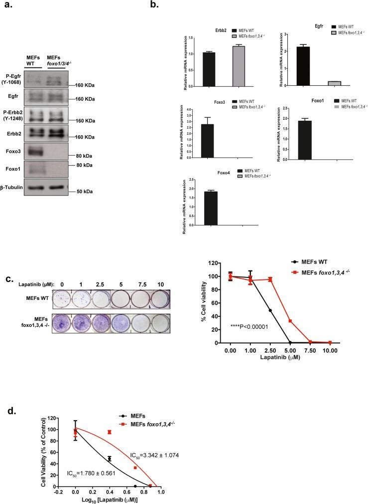 https://cdn.ncbi.nlm.nih.gov/pmc/blobs/192e/6854897/539c978f8394/12885_2019_6308_Fig3_HTML.jpg