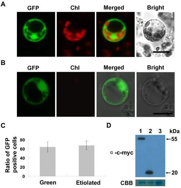 https://cdn.ncbi.nlm.nih.gov/pmc/blobs/192f/3203094/0400fa87da0e/1746-4811-7-30-2.jpg