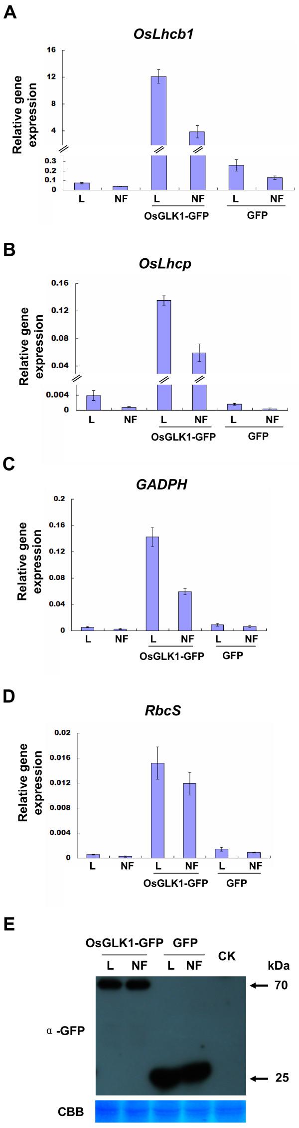 https://cdn.ncbi.nlm.nih.gov/pmc/blobs/192f/3203094/2d9fde4ce5c3/1746-4811-7-30-8.jpg