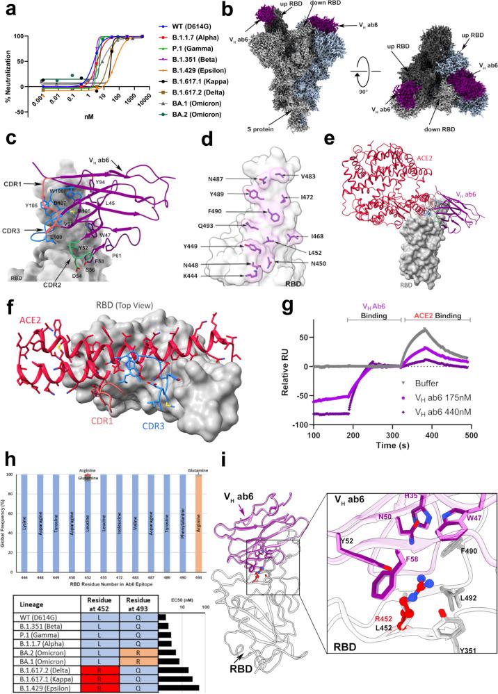 https://cdn.ncbi.nlm.nih.gov/pmc/blobs/1932/9388680/c857c767aeb2/41467_2022_32262_Fig1_HTML.jpg