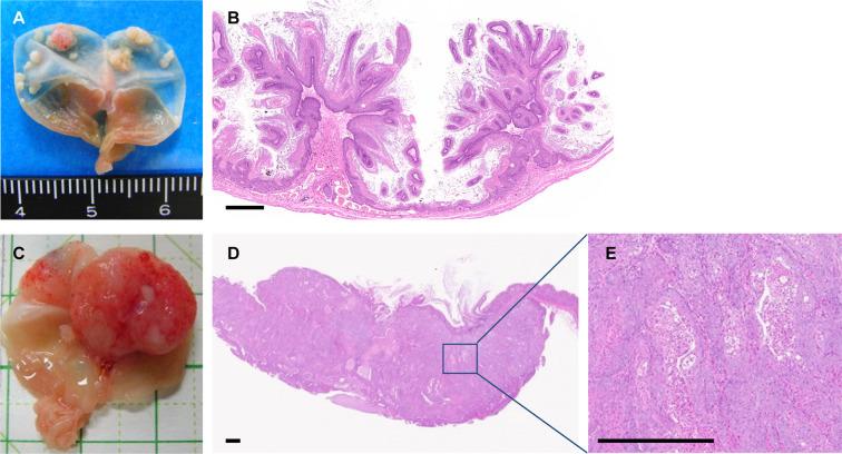 https://cdn.ncbi.nlm.nih.gov/pmc/blobs/1933/8828604/c542986d626e/tox-35-019-g004.jpg
