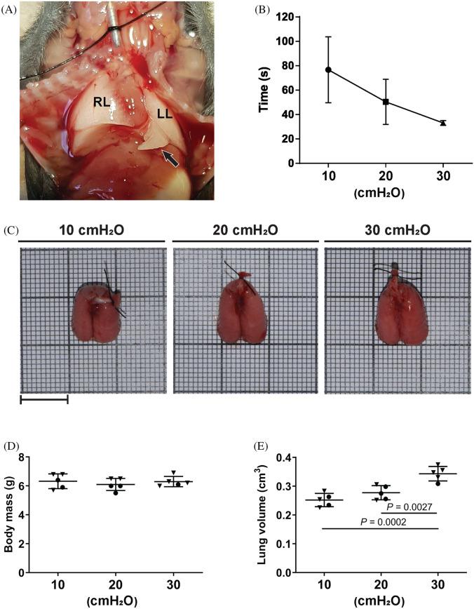 https://cdn.ncbi.nlm.nih.gov/pmc/blobs/1934/7910376/f18bd8fdce19/418_2020_1951_Fig1_HTML.jpg