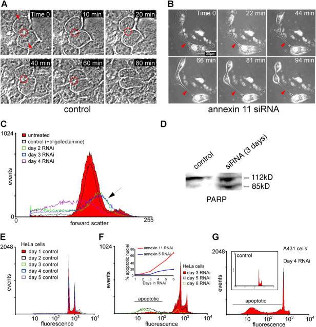 https://cdn.ncbi.nlm.nih.gov/pmc/blobs/1939/2172404/6b0e5f1d1b95/200311054f7.jpg
