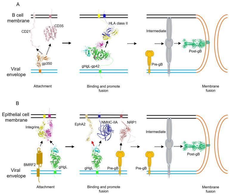 https://cdn.ncbi.nlm.nih.gov/pmc/blobs/1939/9696472/06d9665d3dd4/viruses-14-02372-g002.jpg