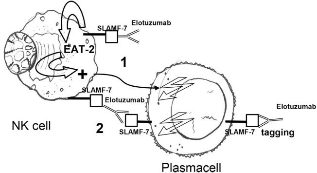 https://cdn.ncbi.nlm.nih.gov/pmc/blobs/193c/5682004/279c392fb245/fimmu-08-01444-g003.jpg