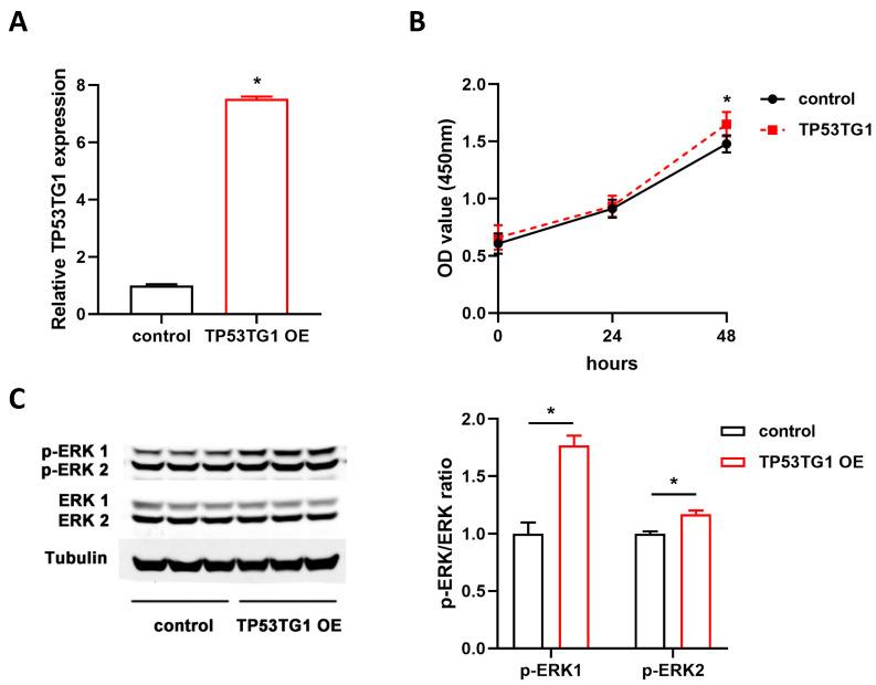 https://cdn.ncbi.nlm.nih.gov/pmc/blobs/1942/8482154/eeea93567d32/ncrna-07-00052-g006.jpg