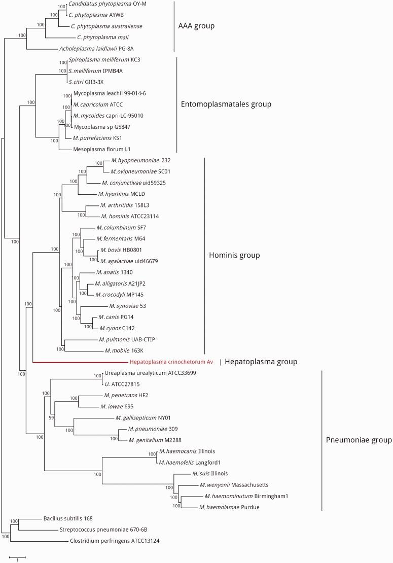 https://cdn.ncbi.nlm.nih.gov/pmc/blobs/1948/3942034/79ed62cc4748/evu020f1p.jpg