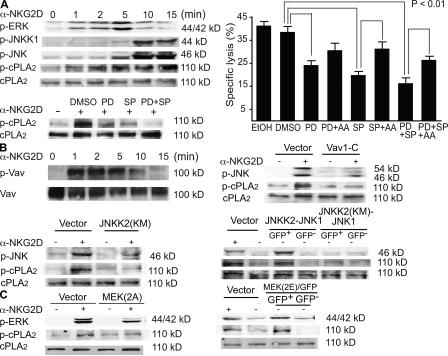 https://cdn.ncbi.nlm.nih.gov/pmc/blobs/194b/2699120/548a5e49c08f/JEM_20071887R_GS_Fig4.jpg