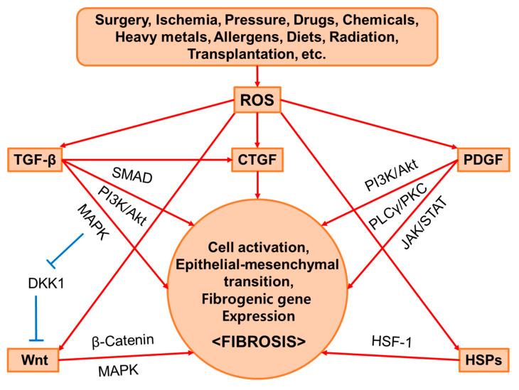 https://cdn.ncbi.nlm.nih.gov/pmc/blobs/194e/10886237/5edeef7eaf61/antioxidants-13-00146-g002.jpg