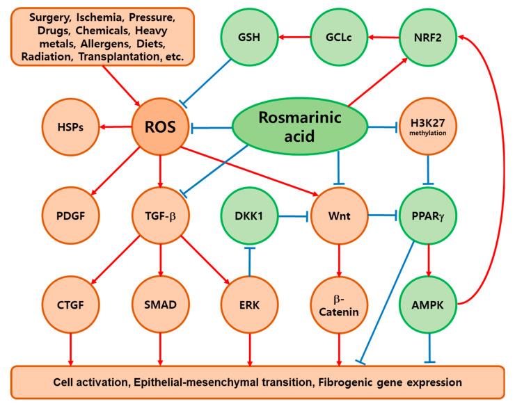 https://cdn.ncbi.nlm.nih.gov/pmc/blobs/194e/10886237/7767c4f8d13f/antioxidants-13-00146-g003.jpg