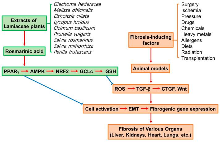 https://cdn.ncbi.nlm.nih.gov/pmc/blobs/194e/10886237/83c07c0a0f56/antioxidants-13-00146-g004.jpg
