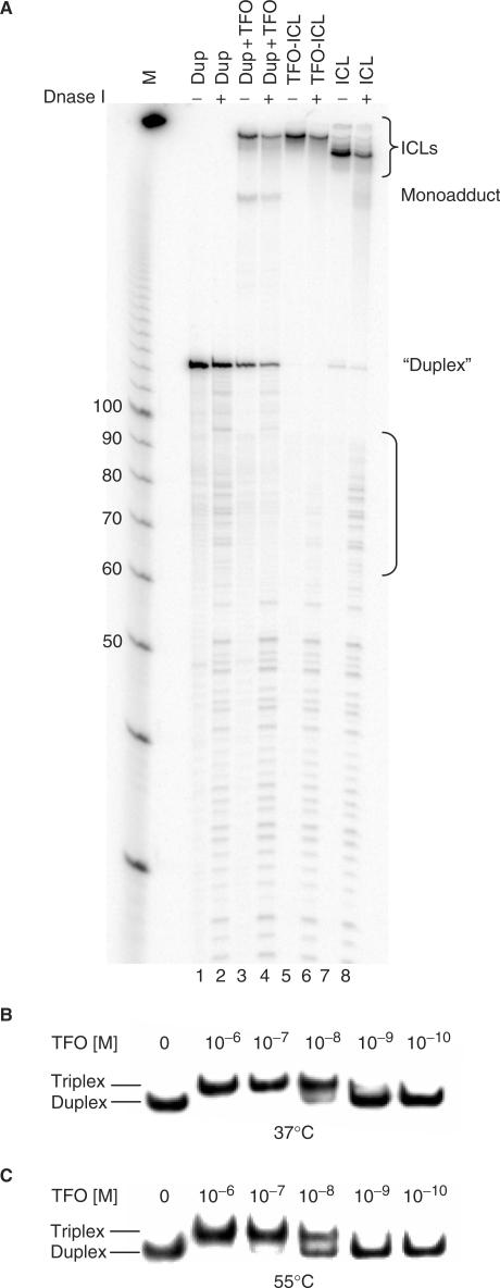 https://cdn.ncbi.nlm.nih.gov/pmc/blobs/1950/2602775/e9f4594795f8/gkn880f2.jpg