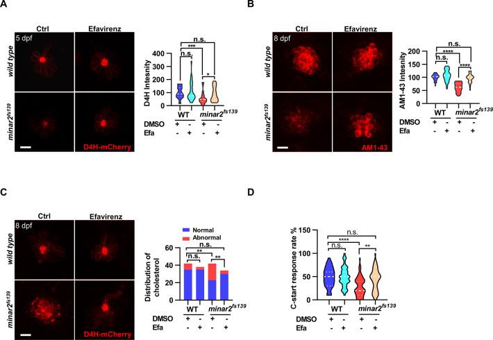 https://cdn.ncbi.nlm.nih.gov/pmc/blobs/1954/9714970/4f0cff0b0f60/elife-80865-fig6.jpg