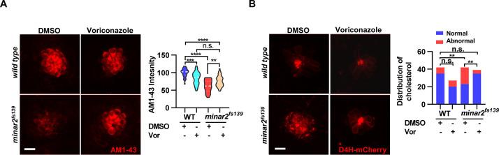 https://cdn.ncbi.nlm.nih.gov/pmc/blobs/1954/9714970/4f1b7719fd97/elife-80865-fig6-figsupp1.jpg