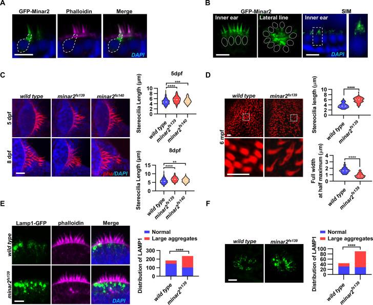https://cdn.ncbi.nlm.nih.gov/pmc/blobs/1954/9714970/5f049f5feff0/elife-80865-fig2.jpg