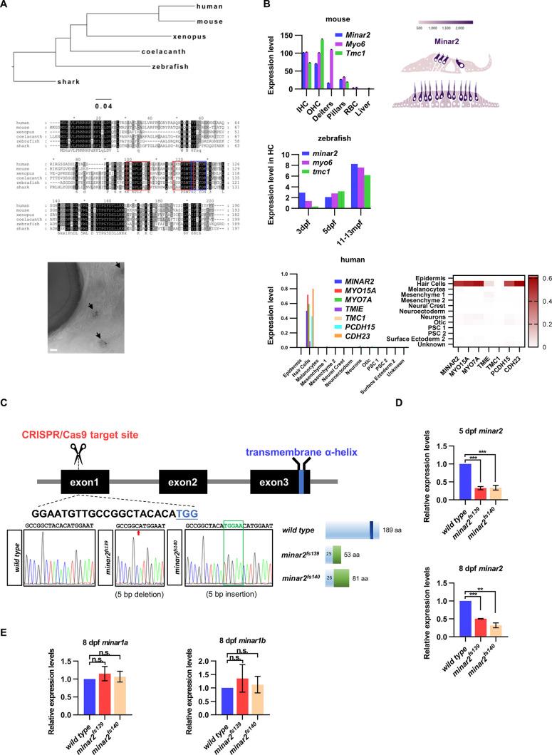 https://cdn.ncbi.nlm.nih.gov/pmc/blobs/1954/9714970/9d81f82cc22d/elife-80865-fig1-figsupp1.jpg