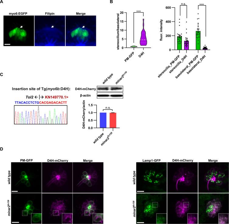 https://cdn.ncbi.nlm.nih.gov/pmc/blobs/1954/9714970/a28b5120c646/elife-80865-fig4-figsupp1.jpg