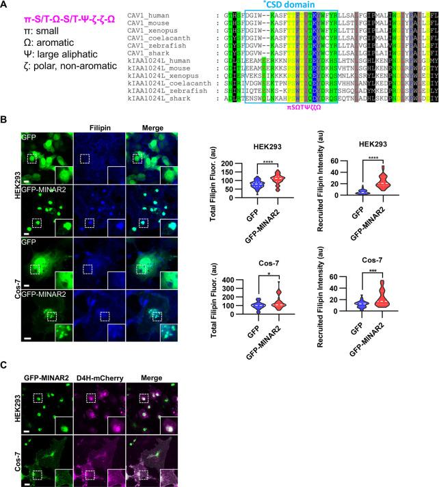 https://cdn.ncbi.nlm.nih.gov/pmc/blobs/1954/9714970/a9de6c5cac82/elife-80865-fig3.jpg