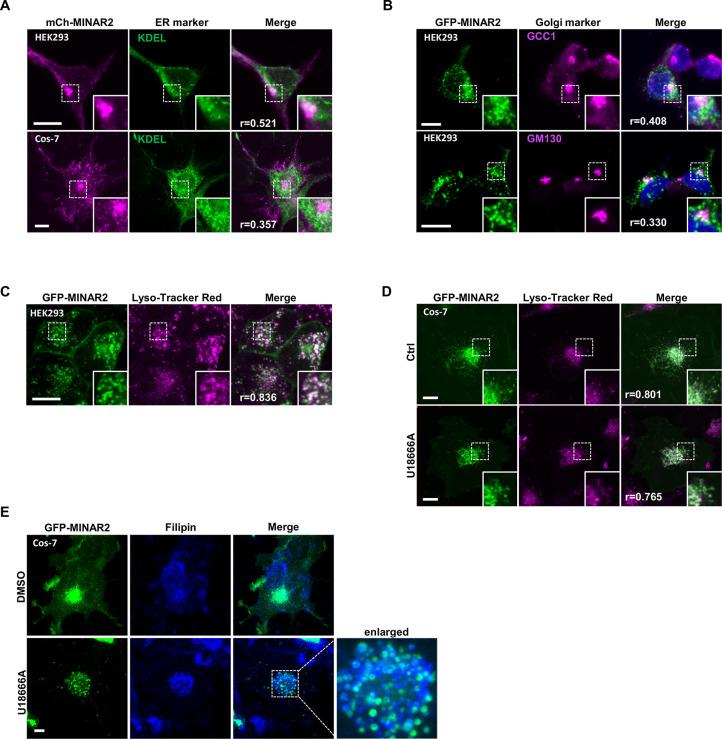 https://cdn.ncbi.nlm.nih.gov/pmc/blobs/1954/9714970/bd4f68164985/elife-80865-fig2-figsupp2.jpg