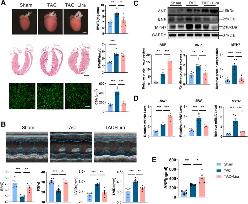 https://cdn.ncbi.nlm.nih.gov/pmc/blobs/1955/11168427/371554c642c0/gr1.jpg