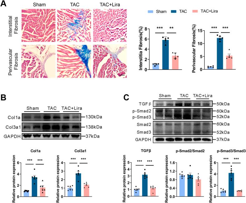 https://cdn.ncbi.nlm.nih.gov/pmc/blobs/1955/11168427/69a6e4f6fa77/gr2.jpg