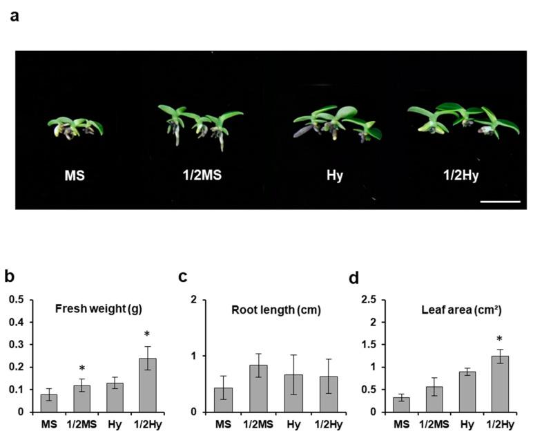 https://cdn.ncbi.nlm.nih.gov/pmc/blobs/1956/8230817/50b8e1ba0170/plants-10-01193-g002.jpg