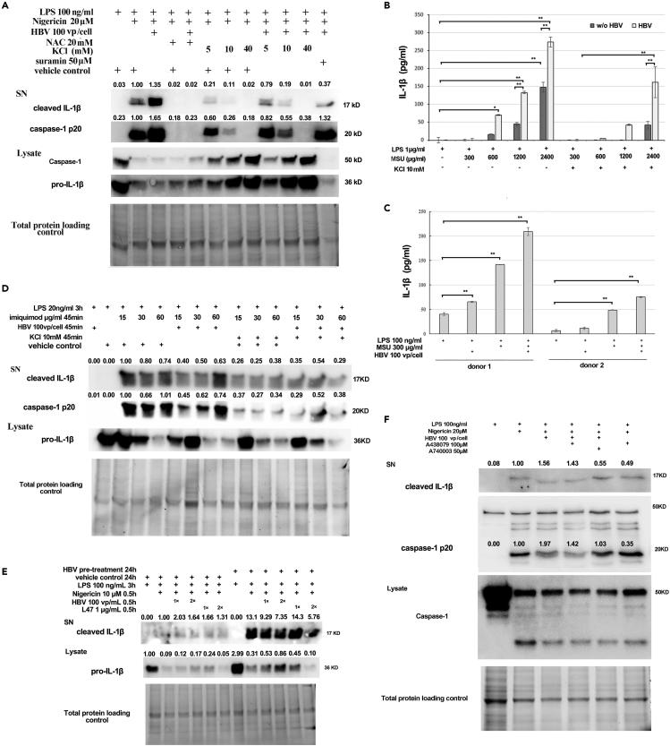 https://cdn.ncbi.nlm.nih.gov/pmc/blobs/1957/10819783/70d8a4ef11f9/gr1.jpg