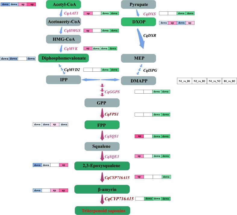 https://cdn.ncbi.nlm.nih.gov/pmc/blobs/1958/9627512/2e659d830abd/fpls-13-964558-g006.jpg