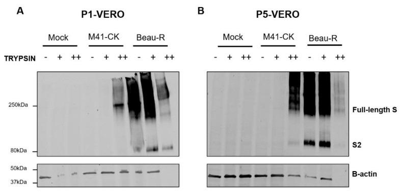 https://cdn.ncbi.nlm.nih.gov/pmc/blobs/195d/7600076/71993bc7d58c/viruses-12-01102-g003.jpg