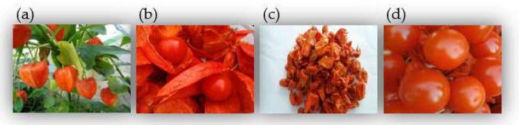 https://cdn.ncbi.nlm.nih.gov/pmc/blobs/195d/8840080/e8602bdd7c81/molecules-27-00695-g001.jpg