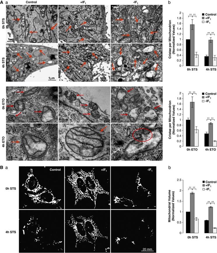 https://cdn.ncbi.nlm.nih.gov/pmc/blobs/195f/3619234/7a6052ca6127/cdd2012163f1.jpg