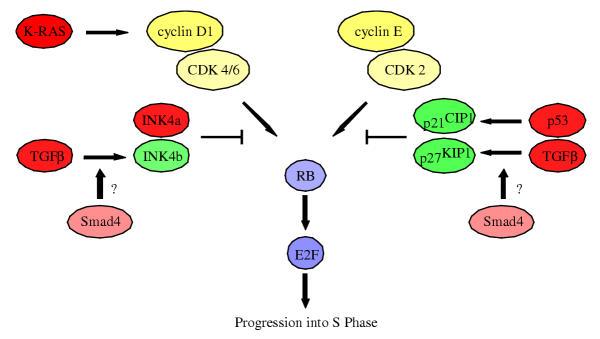 https://cdn.ncbi.nlm.nih.gov/pmc/blobs/1960/150381/085fad54cbc9/1476-4598-2-15-2.jpg