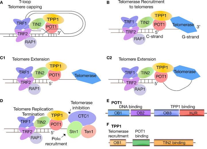 https://cdn.ncbi.nlm.nih.gov/pmc/blobs/1960/7385035/e9d61149bc06/gr1.jpg