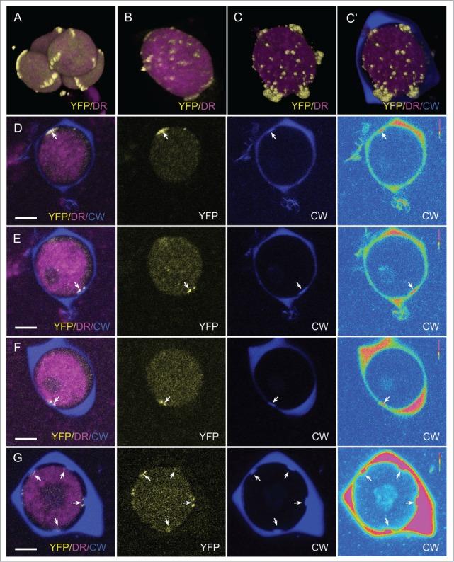 https://cdn.ncbi.nlm.nih.gov/pmc/blobs/1961/5792127/a7060679c628/kpsb-12-12-1393136-g001.jpg