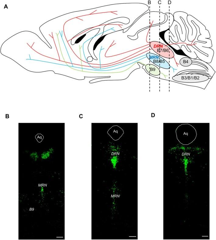https://cdn.ncbi.nlm.nih.gov/pmc/blobs/1962/12010045/60ca54382082/NPR2-45-e70015-g001.jpg