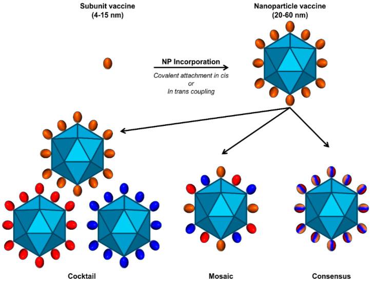 https://cdn.ncbi.nlm.nih.gov/pmc/blobs/1968/11125608/85c5edd595fd/viruses-16-00803-g005.jpg