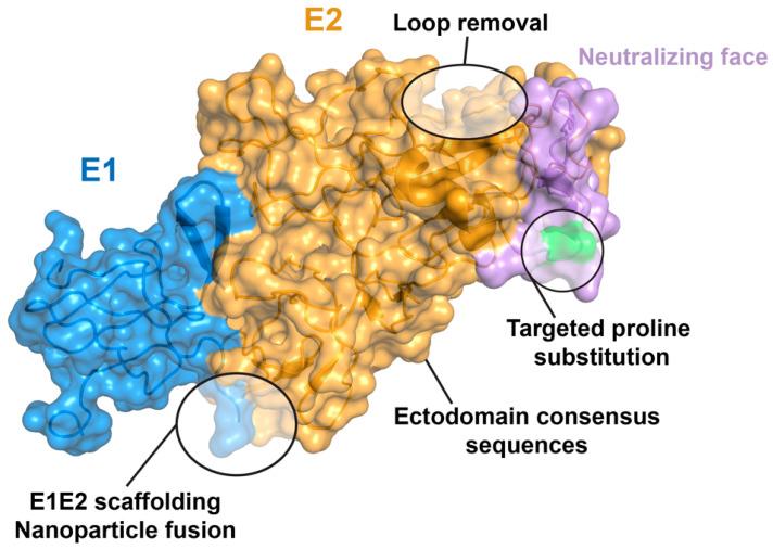 https://cdn.ncbi.nlm.nih.gov/pmc/blobs/1968/11125608/c6a0f0bc54e4/viruses-16-00803-g004.jpg